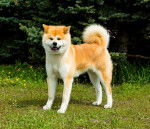 Photo Akita Inu