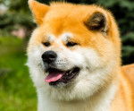 Photo Akita Inu