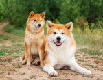 Un Akita Inu (à droite) à côté d'un Shiba Inu (à gauche)