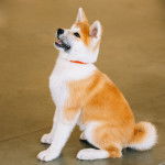 Un Shiba et un Akita - Akita Inu