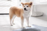 Un jeune Akita Inu qui a fait pipi sur le tapis d'un appartement