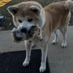 Un Akita Inu sur une surface bétonnée et ayant une peluche dans sa gueule 