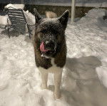 Un Akita Inu sur une surface enneigée et léchant son museau