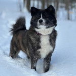 Un Akita Inu sur une suface enneigée et portant un collier autour du cou