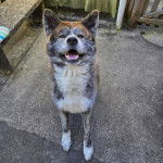 Un Akita Inu assis sur une surface bétonner 