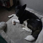 Un Akita Inu allongé dans un panier et regardant vers la caméra 