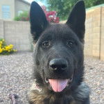 Un Akita Inu portant un collier autour du cou et tirant la langue 