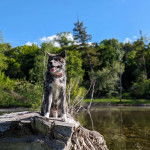 Un Akita Inu assis sur un tronc d'arbre et qui est tenu en laisse 