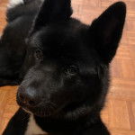 Un Akita Inu allongé sur un plancher et regardant vers la caméra