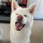 Un Akita Inu sur une moquette et semblant bâiller