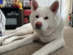 Un Akita Inu allongé sur une moquette et regardant vers la caméra