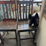 Un Akita Inu ayant la tête posée sur une chaise et regardant vers la caméra 