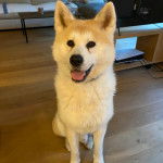 Un Akita Inu assis sur un plancher et regardant vers la caméra