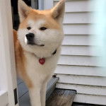 Un Akita Inu sur une terasse et portant un collier autour du cou