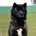 Un Akita Inu semblant détendu 