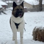 Un Akita Inu sur une surface enneigée et portant un harnais 