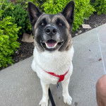 Un Akita Inu assis sur une surface bétonnée et qui est tenu en laisse 
