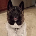 Un Akita Inu assis sur un sol carrelé et portant un collier autour du cou