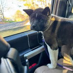 Un Akita Inu dans une voiture et qui est tenu en laisse 
