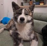 Un Akita Inu allongé et regardant vers la caméra 