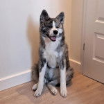 Un Akita Inu assis sur un plancher et et ayant la gueule légèrement ouverte 