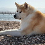 Un Akita Inu allongé sur des gravillons et semblant détendu