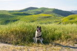 Un Akita Inu assis sur une surface herbeuse et portant un harnais 