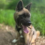 Un Akita Inu tirant la langue et portant un harnais 