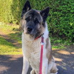 Un Akita Inu regardant vers la caméra et qui est tenu en laisse 