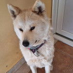 Un Akita Inu assis sur un sol carrelé et portant un harnais 