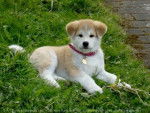 Chipie - Akita Inu (10 mois)