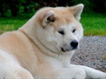 Nanouk - Akita Inu (6 ans)