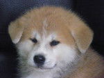 fujikann - Akita Inu Mâle (1 mois)
