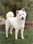 Amii - Akita Inu (1 an)