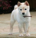 Caramel - Akita Inu (4 mois)