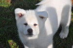 Hinata - Akita Inu (2 mois)