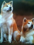 Usha (mâle) &amp; Dashka (femelle) - Akita Inu (7 ans)