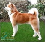 Sun (wolves/dogs that I rp) - Akita Inu Mâle (3 ans)