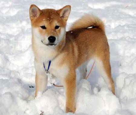 bianca - Akita Inu Mâle (1 an)