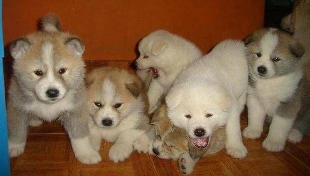 ...... - Akita Inu Mâle (1 mois)