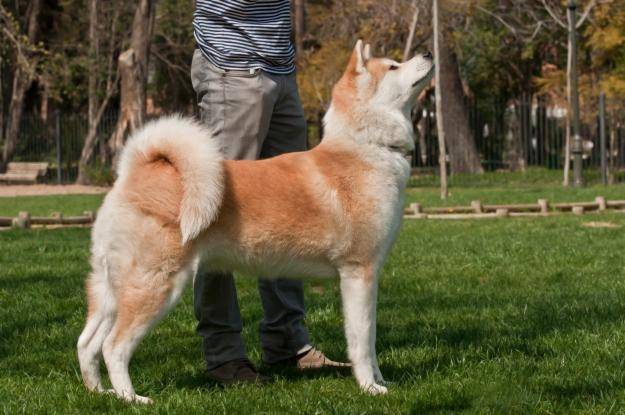 wolf - Akita Inu Mâle (9 ans)