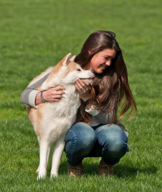 wolf - Akita Inu Mâle (9 ans)