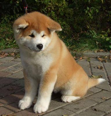 hachiko - Akita Inu Mâle (2 mois)