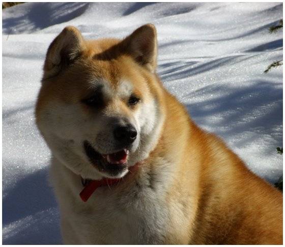 java - Akita Inu