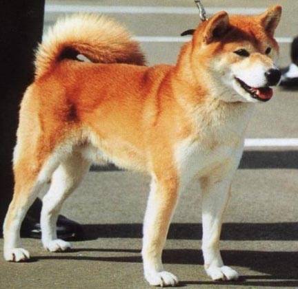 Coupinette - Akita Inu (9 ans)