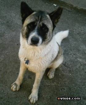 sasha - Akita Inu (15 ans)
