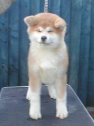 Zuma when he was 6 months - Akita Inu Mâle (6 mois)