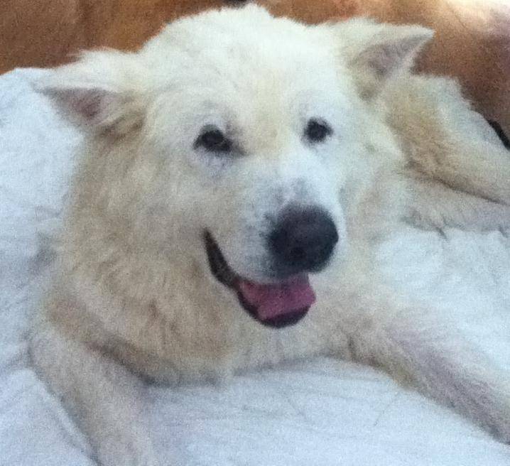Chilli - Akita Inu (Autre)