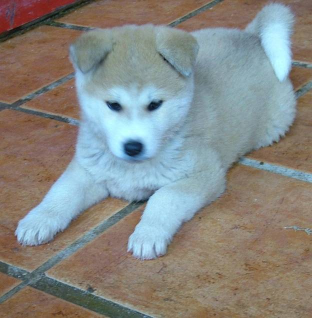 funky - Akita Inu Mâle (6 mois)
