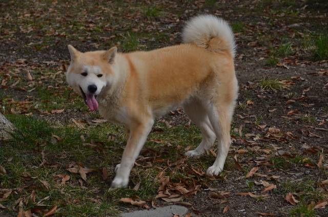 Yumi - Akita Inu